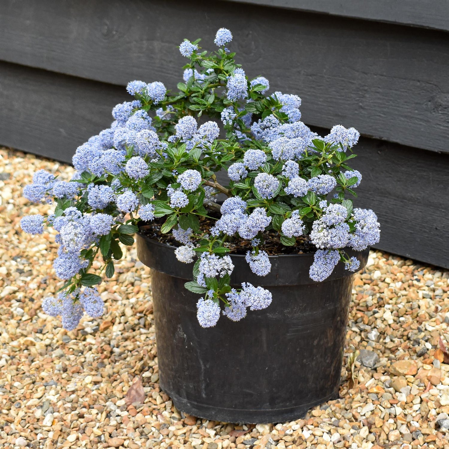 Ceanothus thrysifloris repens - 20-30cm, 5lt