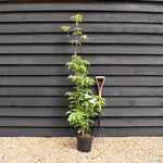 Cornus Rutgersensis Stellar Pink | Stellar Pink Dogwood - 120-150cm - 7lt