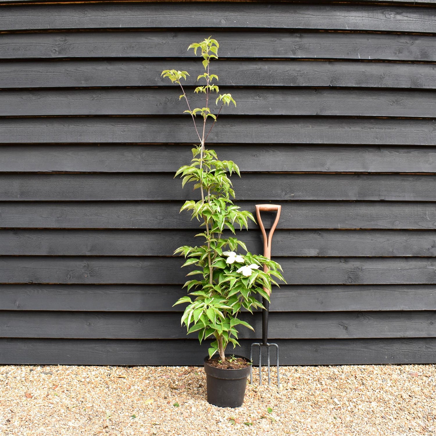 Cornus Rutgersensis Stellar Pink | Stellar Pink Dogwood - 120-150cm - 7lt