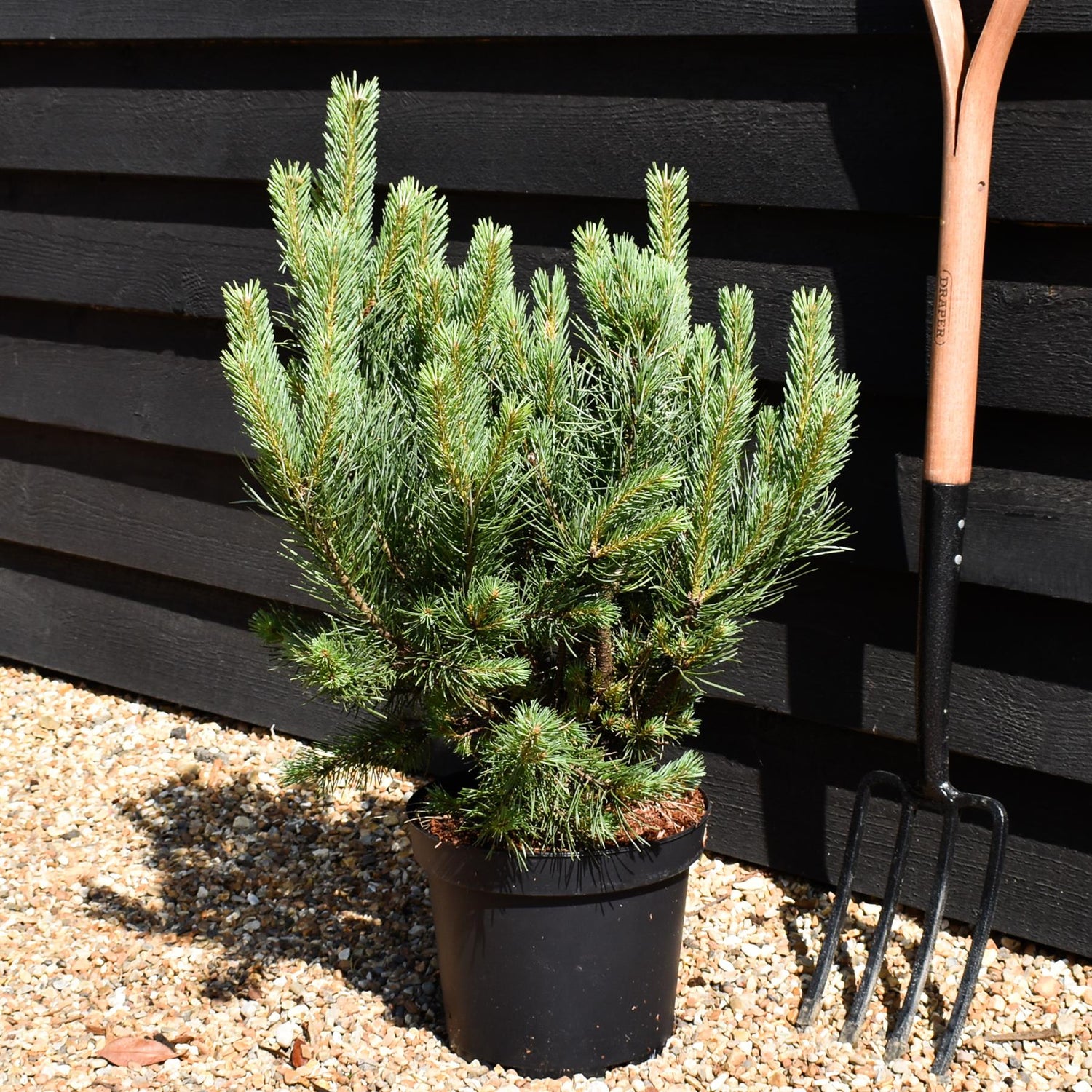 Pinus sylvestris 'Watereri' - Height 50-60cm - 7.5lt