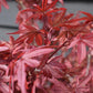 Acer palmatum 'Little Red' | Japanese Maple Little Red - 60-80cm - 15lt