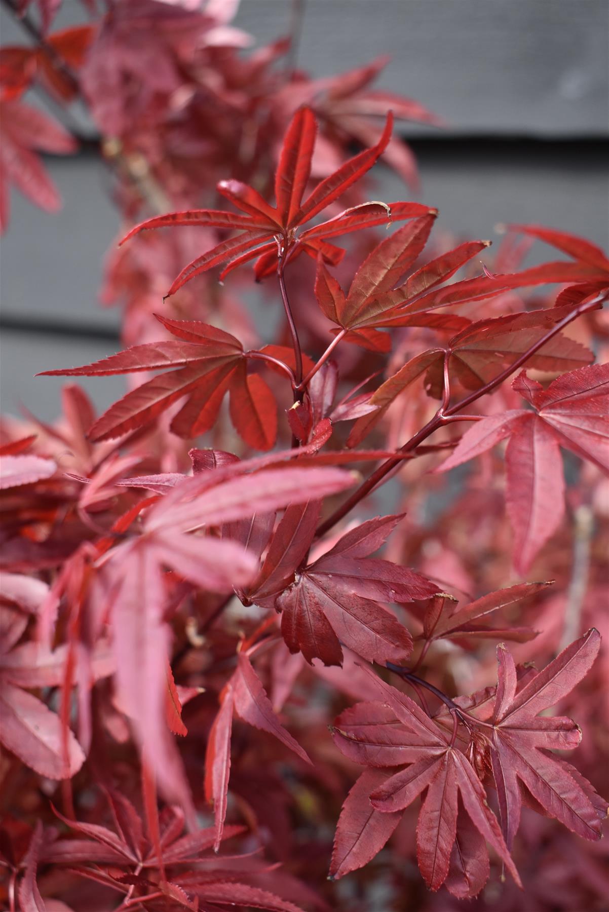 Acer palmatum 'Little Red' | Japanese Maple Little Red - 60-80cm - 15lt