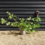 Calycanthus 'Venus' - Sweetshrub Venus| Carolina Allspice - Shrub - Shrub - Height 90-100cm - 12lt