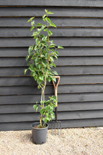 Lilac 'Madame Lemoine' | Syringa - 80cm, 12lt