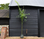 Laburnum x watereri 'Vossii' | Golden Chain Tree - Clear Stem - Girth 8-10cm - Height 380-400cm - 45lt