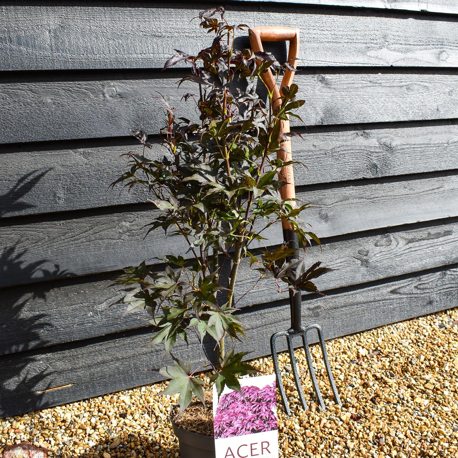 Bloodgood Japanese Maple  | Acer palmatum 'Bloodgood' - Bushy - Height 50-70cm - 4lt