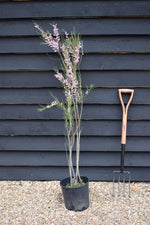 Tamarix Gallica - 130-140cm - 10lt