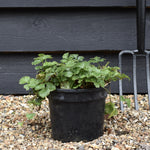 Barren Strawberry | Waldsteinia ternata - Ground cover shrub - Height Width 20-40cm - 10lt