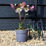 Helleborus 'Elemental' - Perennial - Height 40-50cm - 2lt