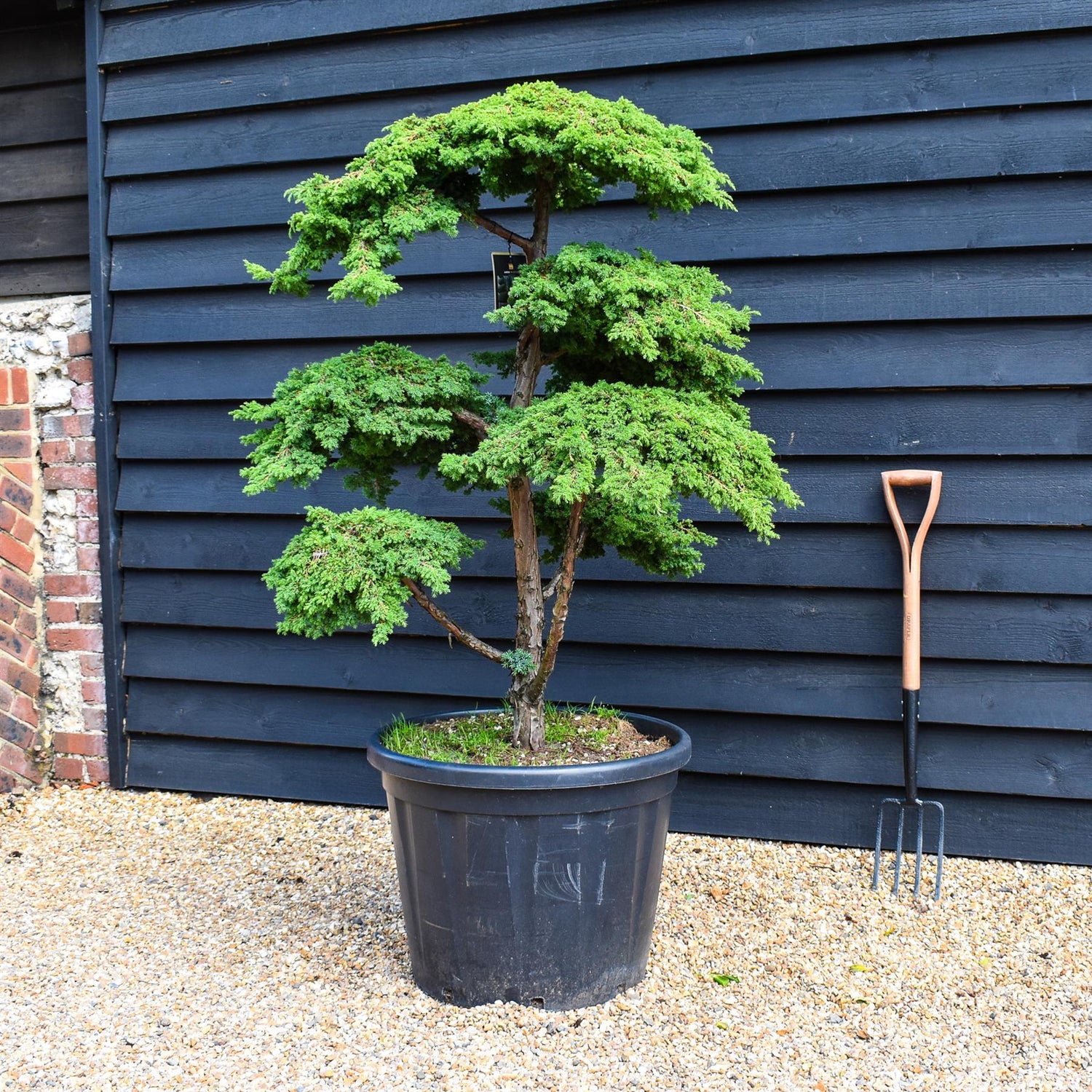 Juniper Greencarpet | Juniperus 'Greencarpet' - Bonsai - Cloud - Height 125cm - 110lt