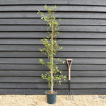 Hoheria sexstylosa Snow White | Ribbonwood - Bushy - 180-220 - 12lt