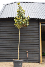 Magnolia grandiflora 'Galissonniere' | Southern magnolia 'Galissonniere' Standard - Clear Stem 230-240cm - Girth 22-23cm - Height 500-550cm - 150lt