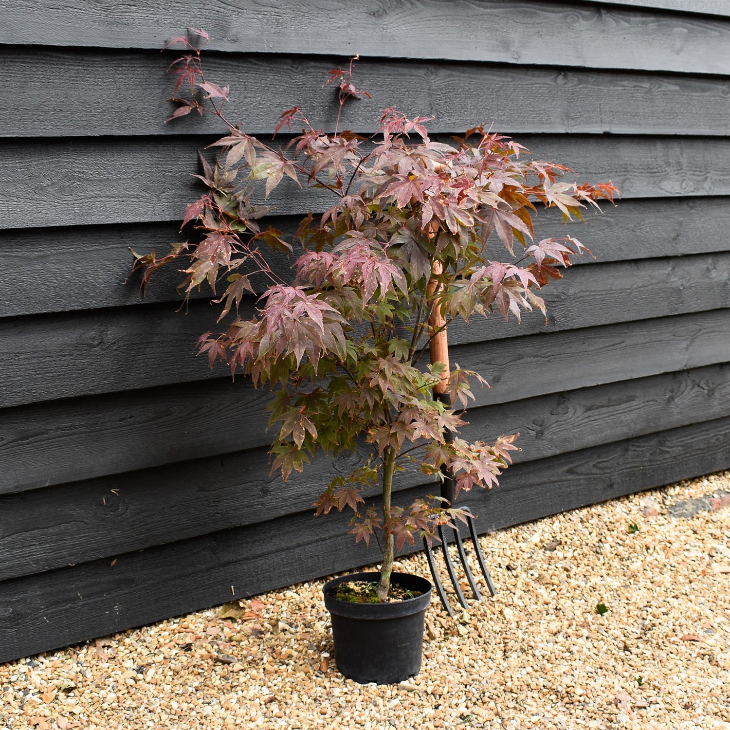 Acer palmatum 'Atropurpureum' | Red Leaf Japanese maple - 50-70cm - 4-5lt