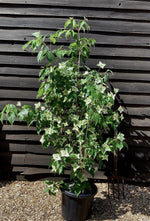 Cornus kousa 'Milky Way' | Dogwood 'Milky Way' - Bush - Height 130-150cm - 25lt