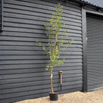 Betula utilis jacquemontii | Kashmir Birch - Multistem - 280cm, 20lt