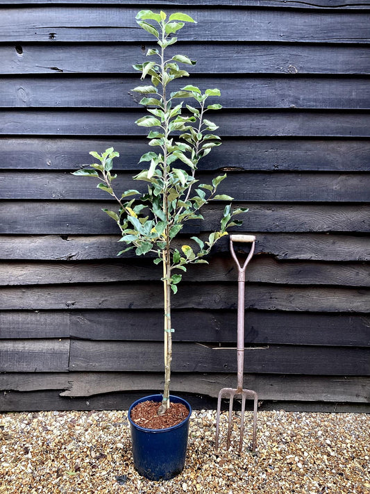Apple tree 'Worcester Pearmain' | Malus domestica - M26 - Dwarfing - 140-150cm - 10lt