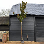 Magnolia Grandiflora Francois Treyve - Standard - Clear Stem 460-520cm - 70lt