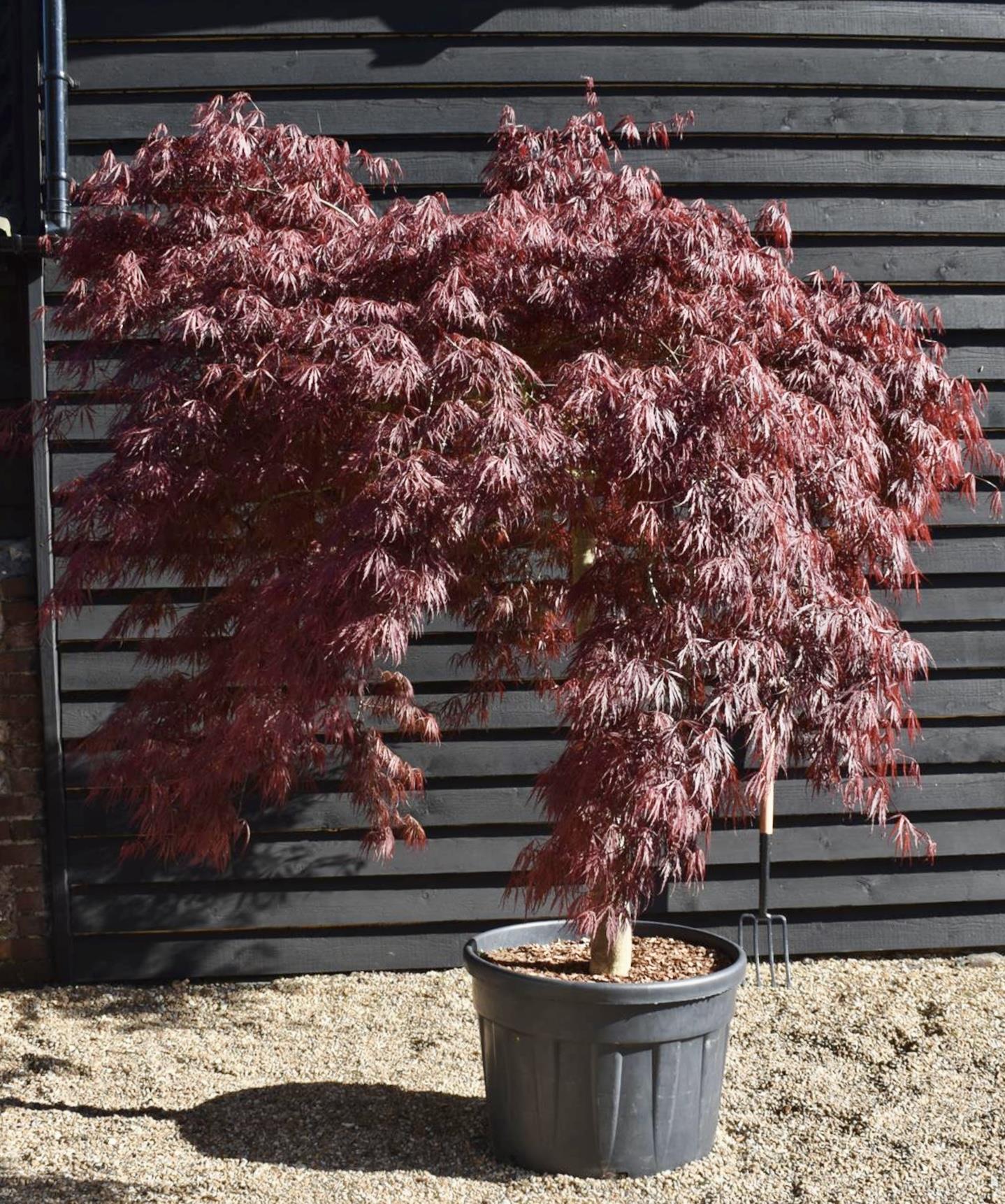purple japanese maple bonsai tree Acer palmatum 'Atropurpureum' | Purple Japanese maple - Girth 18cm