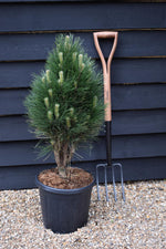Pinus nigra 'Green Tower' | Austrian pine - Height 70-80cm - Width 30-40cm - 15lt