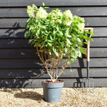 Hydrangea paniculata 'Skyfall' - Height 50-60cm - 15lt