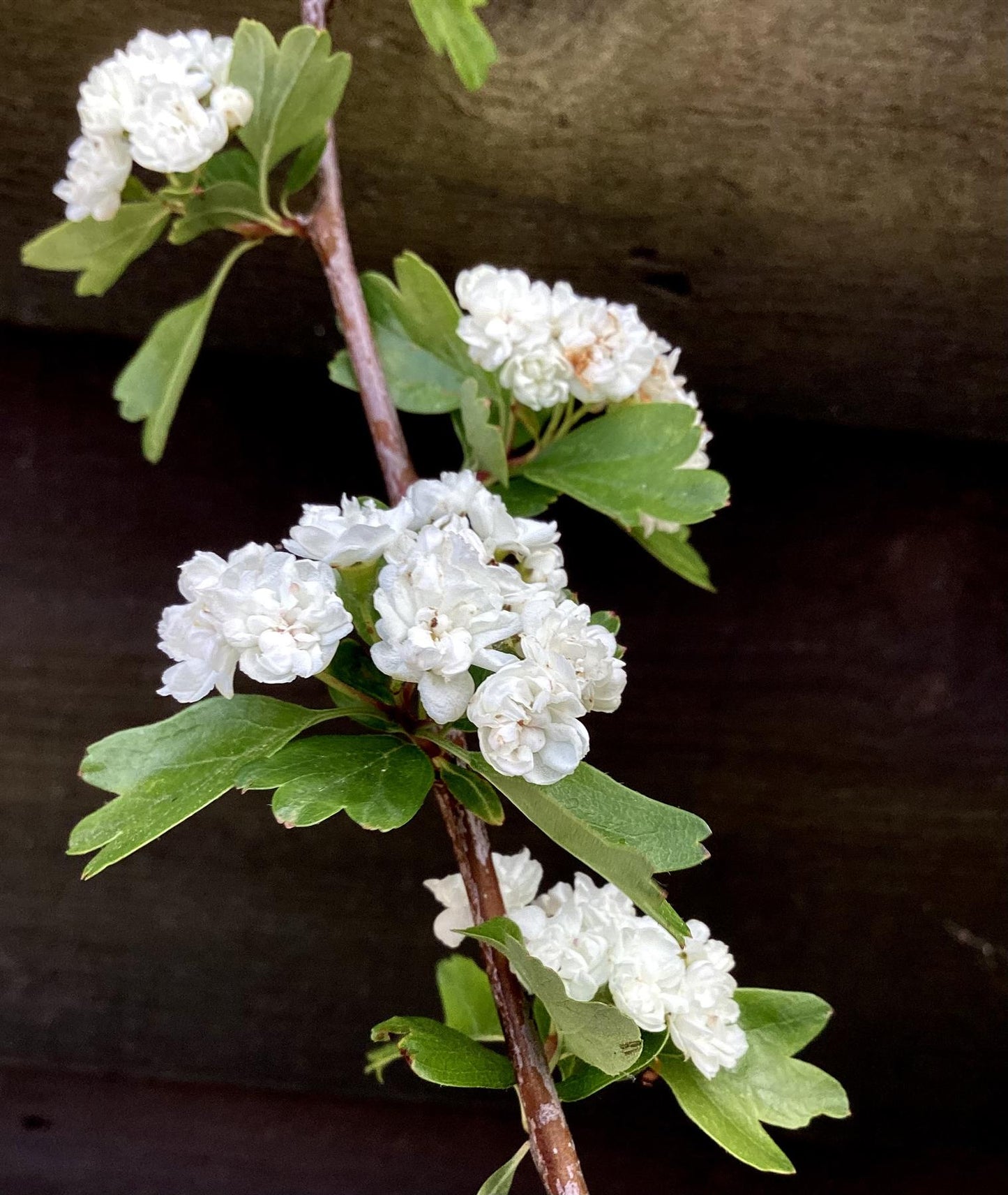 Crataegus Laevigata 'Plena' | White Flowering Hawthorn Tree - 140-180cm, 10lt