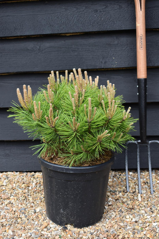 Pinus densiflora 'Low Glow' | Japanese red pine 'Low Glow' - Height 30cm - Width 50cm - 10lt