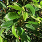 Prunus lusitanica | Portuguese Laurel Cherry - Height 140-160cm - 30lt