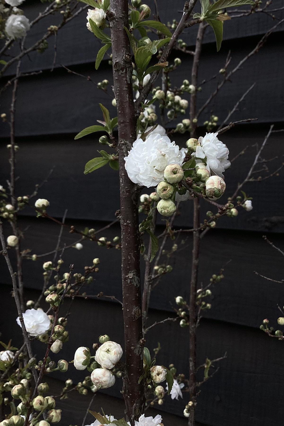 Prunus glandulosa 'Alba Plena' | Dwarf Flowering Almond 'Alba Plena' - 155cm, 18lt