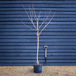 Prunus 'Kanzan' Standard | Cherry ‘Kanzan’ - Standard - Girth 8-10cm - Height 220-240cm- 30lt