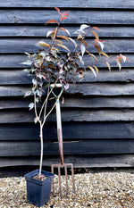 Prunus serrulata 'Royal Burgundy' | Cherry 'Royal Burgundy' - 200-250cm, 7lt