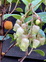Arbutus Unedo Compacta | Strawberry Tree - Shrub - 20-30cm - 3lt