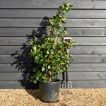 Camellia japonica 'Nuccio's Jewel' - Height 90-100cm - 25lt