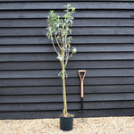 Cytisus battandieri | Moroccan Broom - Height 190-200cm - 12lt