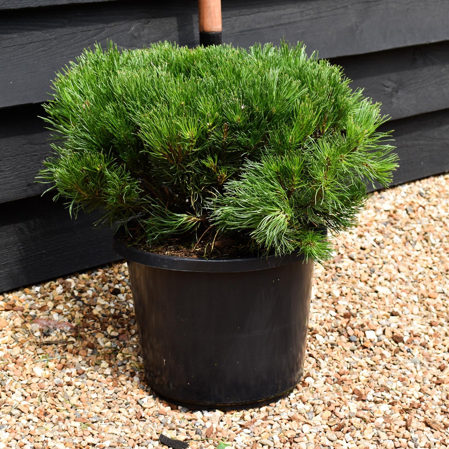 Pinus mugo 'Pumilio' | Dwarf mountain pine - Width 40-50cm - Height 20-40cm -12lt