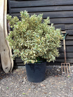 Euonymus Japonicus 'Bravo' - Shrub - Height 120-160cm - 50lt