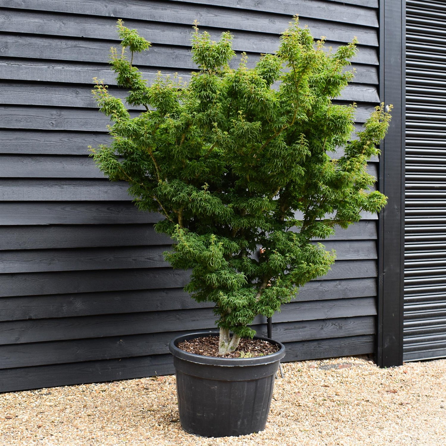 Acer palmatum 'Crispifolium' - 'Shishi-gashira' | Japanese maple Lion's Head - Girth 20cm - Height 180-190cm - 130lt