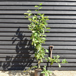 Magnolia x soulangeana - Bush - Height 140-150cm - 20lt