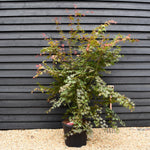 Acer palmatum 'Beni-maiko' | Japanese maple 'Beni-maiko' - Bushy -Height 190-200cm - 55lt