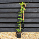 Akebia Quinata | Chocolate Vine - Climber - Height 120-160cm - 2lt