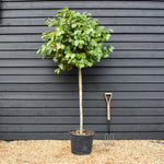 Camellia Japonica - C.M. Hovey - Pink - Clear Stem 100cm - Height 210-220cm - 45lt