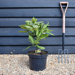 Aucuba japonica 'Golden Girl' - Height 50-80cm - 10lt