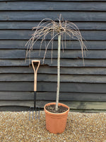 Prunus 'Snow Fountain' | Weeping Cherry Snow Fountain - 1/2 Standard - 120-140cm - 25lt