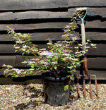 Viburnum plicatum 'Kilimanjaro Sunrise' | Japanese snowball Kilimanjaro Sunrise - 100-150cm, 20lt