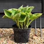 Hosta Plantain Lily Wide Brim - 25-30cm - 2lt