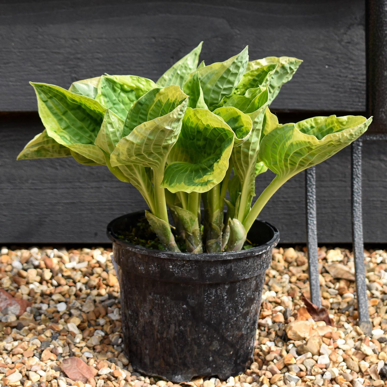 Hosta Plantain Lily Wide Brim - 25-30cm - 2lt