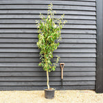 Crab apple | Malus tschonoskii - Height 200-220cm - 20lt