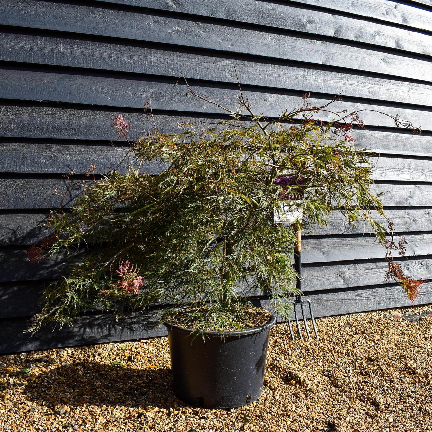 Acer palmatum 'Inaba-Shidare' - Clear Stem 60cm - Wheeping - Height 110cm - 30lt