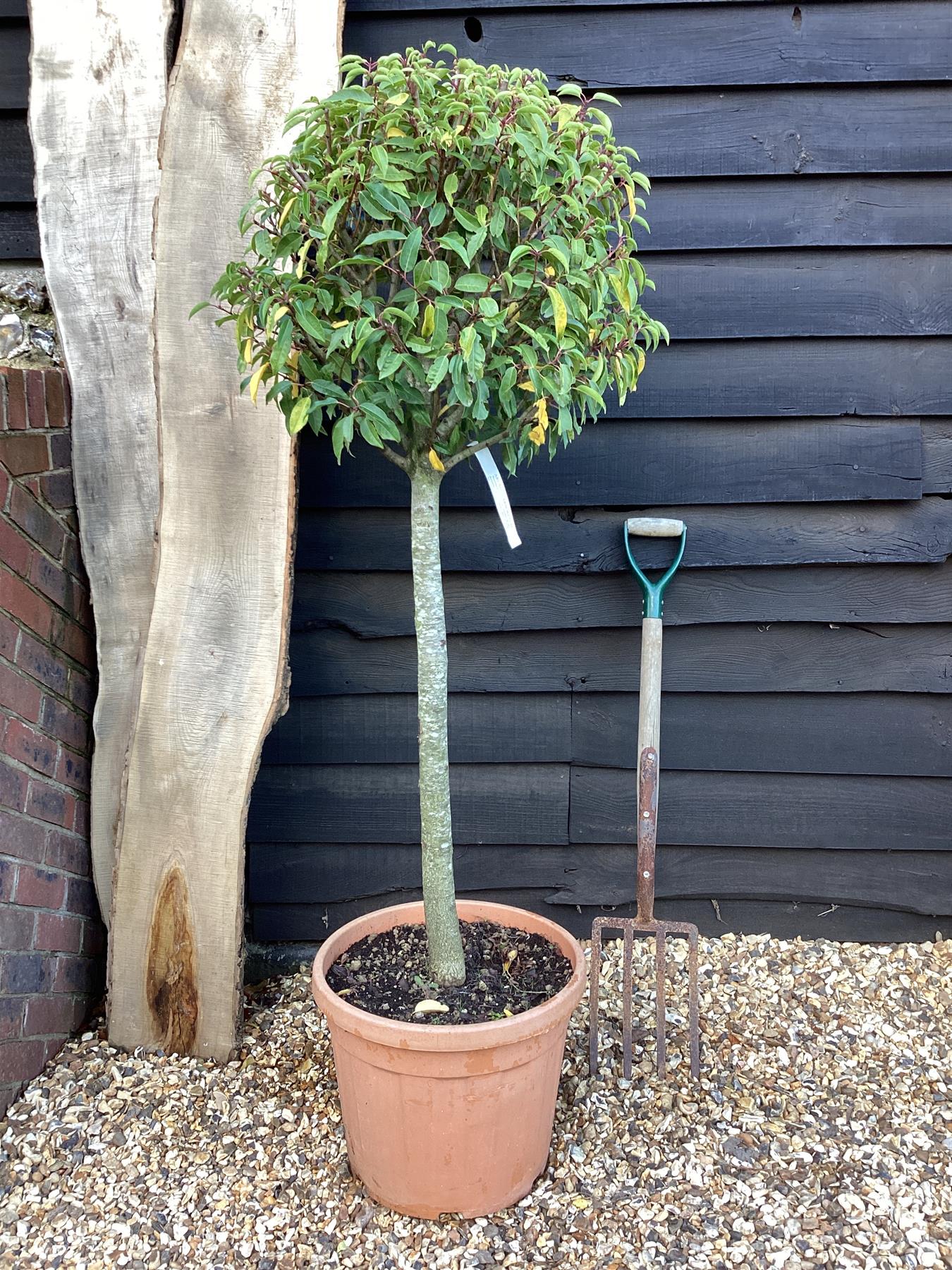 Prunus lusitanica 'Myrtifolia' Portuguese Laurel - 30lt