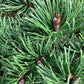 Pinus mugo 'Pumuckel' | Dwarf mountain pine - Width 25cm - Height 20cm - 8lt