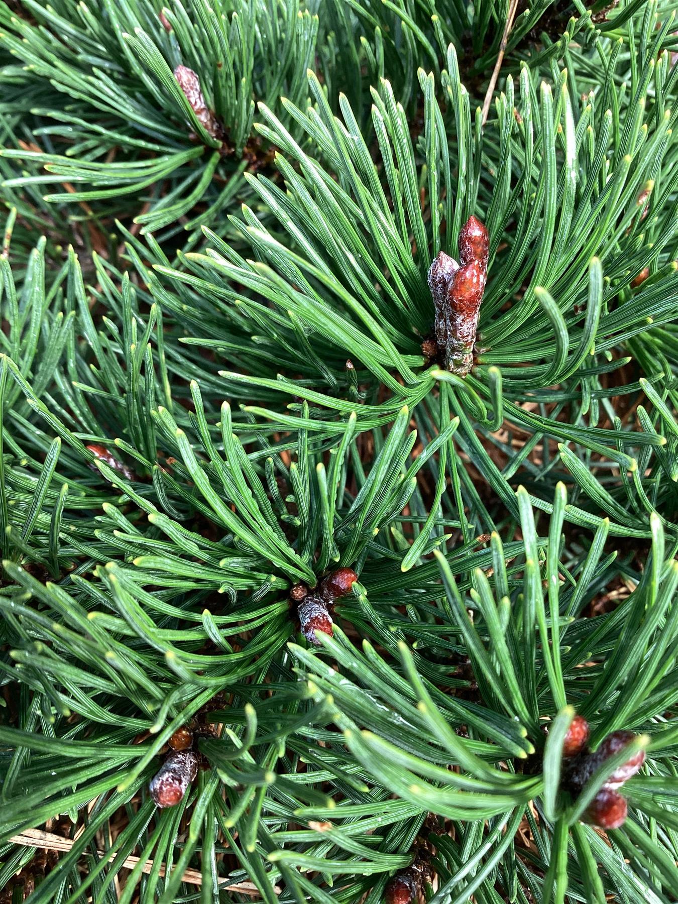 Pinus mugo 'Pumuckel' | Dwarf mountain pine - Width 25cm - Height 20cm - 8lt